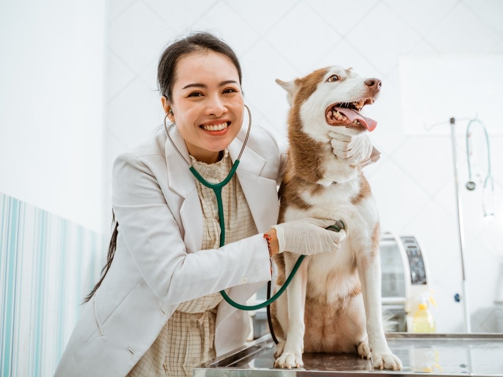 Veterinarske usluge — Vet Ambulanta Nova